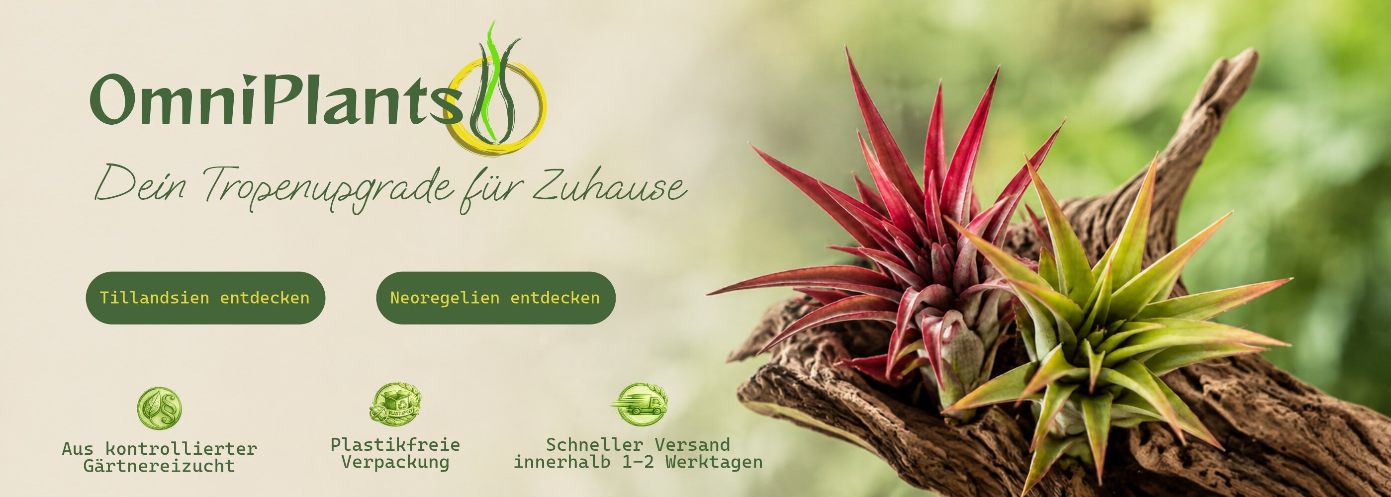 OmniPlants Banner mit tropischem Tillandsien-Gesteck auf...