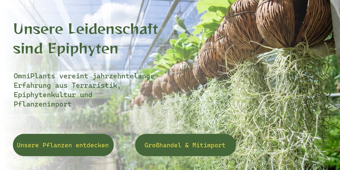 OmniPlants – Tillandsien und Bromelien aus kontrollierter...