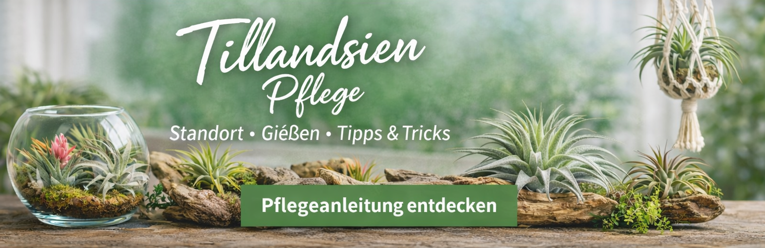 Tillandsien Pflege Banner mit Luftpflanzen Arrangement,...