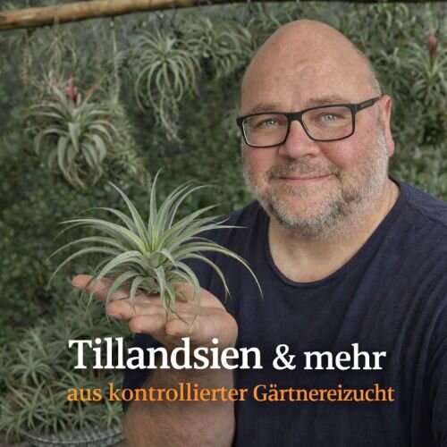 Person präsentiert eine große Tillandsie vor einer Wand aus tropischen Luftpflanzen. Hinweis auf Tillandsien aus kontrollierter Gärtnereizucht.