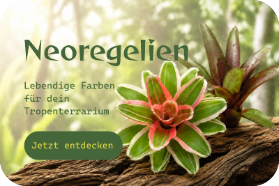 Farbenfrohe Neoregelien und Bromelien für Terrarium, Wohnraum und tropische Pflanzendekoration