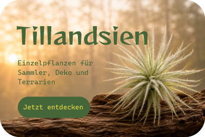 Große Auswahl an einzelnen Tillandsien und seltenen Luftpflanzen für Deko, Terrarium und Sammler