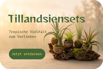 Verschiedene Tillandsien-Sets mit tropischen Luftpflanzen für Deko, Geschenkideen und Terrarien  Titel-Attribut: