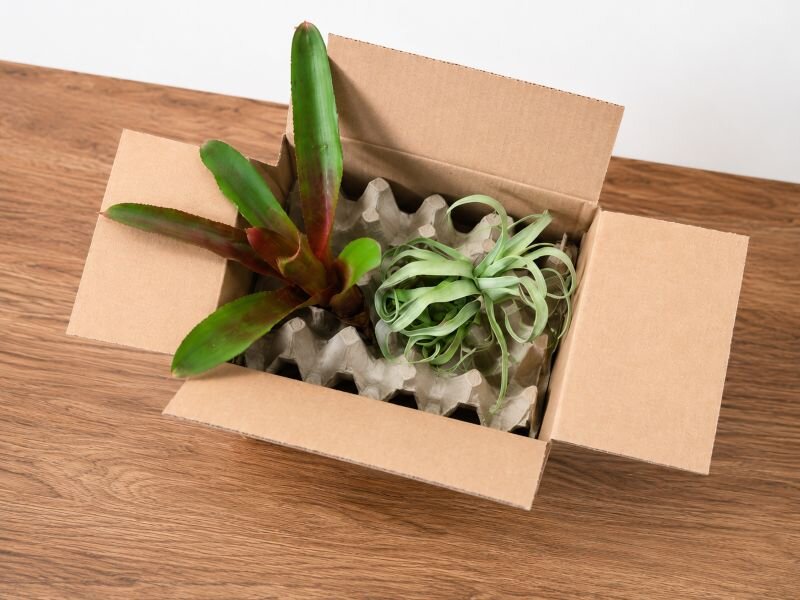 Neoregelie und Tillandsie sicher in einem Versandkarton mit papierbasierter Schutzverpackung aus Recyclingmaterial für einen sicheren Transport fixiert.