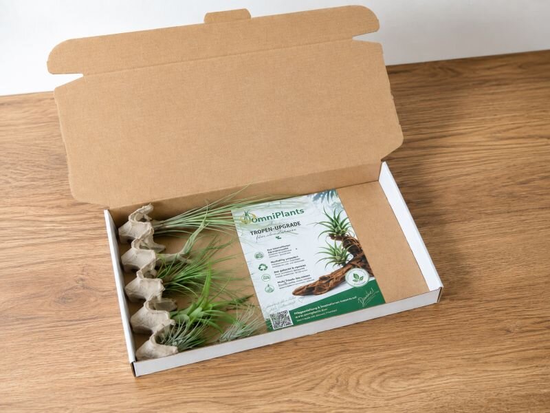 Geöffneter Versandkarton mit sicher verpackten Tillandsien, papierbasierter Schutzverpackung und Pflegeanleitung für einen plastikfreien Versand.