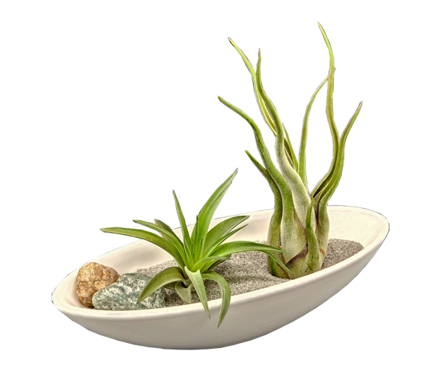 Micro-Steingarten mit Tillandsien, 1 x Tillandsia caput medusae, 1 x T. brachycaulos abdita, 1 Keramikschiffchen und Bodensubstrat