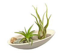 Micro-Steingarten mit Tillandsien, 1 x Tillandsia caput...