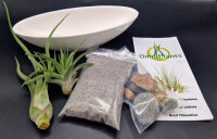 Micro-Steingarten mit Tillandsien, 1 x Tillandsia caput...
