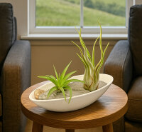 Micro-Steingarten mit Tillandsien, 1 x Tillandsia caput medusae, 1 x T. brachycaulos abdita, 1 Keramikschiffchen und Bodensubstrat
