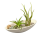 Micro-Steingarten mit Tillandsien, 1 x Tillandsia caput medusae, 1 x T. brachycaulos abdita, 1 Keramikschiffchen und Bodensubstrat