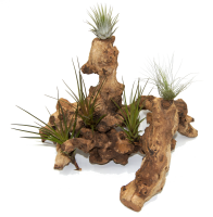 Kuwa Deko-Wurzel aus echtem Maulbeerbaumholz – Naturbelassenes Wurzelholz für Terrarium, Aquarium & Wohn-Dekoration – OmniPlants Kuwa Holz 25–30 cm