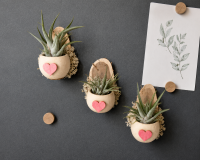 3er Set Kühlschrankmagnete mit echten Tillandsien – Handgemachte Magnet-Deko aus Ulmenholz & Bell Cup – Luftpflanzen Geschenkidee