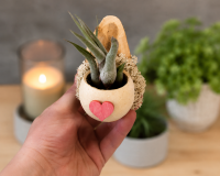 3er Set Kühlschrankmagnete mit echten Tillandsien – Handgemachte Magnet-Deko aus Ulmenholz & Bell Cup – Luftpflanzen Geschenkidee