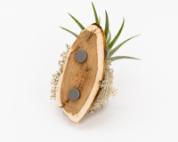 3er Set Kühlschrankmagnete mit echten Tillandsien – Handgemachte Magnet-Deko aus Ulmenholz & Bell Cup – Luftpflanzen Geschenkidee