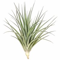 Tillandsia stricta XL – große Tillandsie ca....