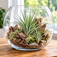 Tillandsia stricta XL – große Tillandsie ca. 14 × 11 cm – echte Luftpflanze ohne Erde – Air Plant für Deko & Terrarium