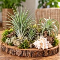 Tillandsia stricta XL – große Tillandsie ca. 14 × 11 cm – echte Luftpflanze ohne Erde – Air Plant für Deko & Terrarium