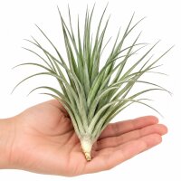 Tillandsia stricta XL – große Tillandsie ca. 14 × 11 cm – echte Luftpflanze ohne Erde – Air Plant für Deko & Terrarium