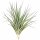 Tillandsia stricta XL – große Tillandsie ca. 14 × 11 cm – echte Luftpflanze ohne Erde – Air Plant für Deko & Terrarium