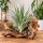 Tillandsia stricta XL – große Tillandsie ca. 14 × 11 cm – echte Luftpflanze ohne Erde – Air Plant für Deko & Terrarium