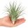 Tillandsia stricta XL – große Tillandsie ca. 14 × 11 cm – echte Luftpflanze ohne Erde – Air Plant für Deko & Terrarium