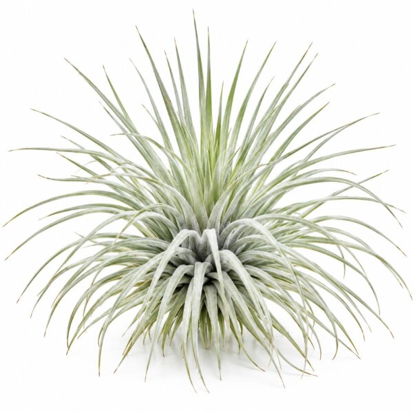 Tillandsia argentea L – Luftpflanze ca. 6 × 9 cm – Air Plant ohne Erde – für Terrarium & Dekoration