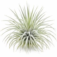 Tillandsia argentea L – Luftpflanze ca. 6 × 9...