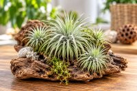 Tillandsia argentea L – Luftpflanze ca. 6 × 9...
