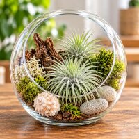 Tillandsia argentea L – Luftpflanze ca. 6 × 9 cm – Air Plant ohne Erde – für Terrarium & Dekoration