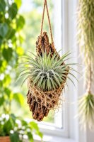 Tillandsia argentea L – Luftpflanze ca. 6 × 9 cm – Air Plant ohne Erde – für Terrarium & Dekoration