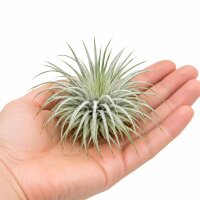 Tillandsia argentea L – Luftpflanze ca. 6 × 9 cm – Air Plant ohne Erde – für Terrarium & Dekoration