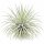 Tillandsia argentea L – Luftpflanze ca. 6 × 9 cm – Air Plant ohne Erde – für Terrarium & Dekoration