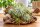 Tillandsia argentea L – Luftpflanze ca. 6 × 9 cm – Air Plant ohne Erde – für Terrarium & Dekoration