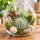 Tillandsia argentea L – Luftpflanze ca. 6 × 9 cm – Air Plant ohne Erde – für Terrarium & Dekoration