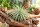 Tillandsia argentea L – Luftpflanze ca. 6 × 9 cm – Air Plant ohne Erde – für Terrarium & Dekoration