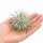 Tillandsia argentea L – Luftpflanze ca. 6 × 9 cm – Air Plant ohne Erde – für Terrarium & Dekoration