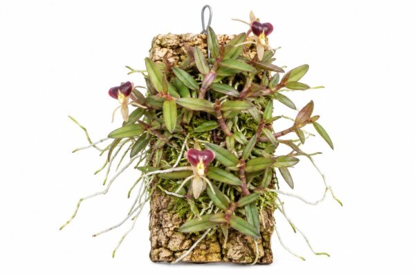 Epidendrum porpax – aufgebundene Mini-Orchidee auf Kork, 14 cm, mit Aufhängung, ideal für Terrarien