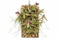 Epidendrum porpax – aufgebundene Mini-Orchidee auf...