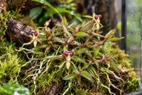 Epidendrum porpax – aufgebundene Mini-Orchidee auf Kork, 14 cm, mit Aufhängung, ideal für Terrarien
