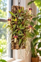 Epidendrum porpax – aufgebundene Mini-Orchidee auf Kork, 14 cm, mit Aufhängung, ideal für Terrarien
