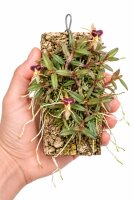 Epidendrum porpax – aufgebundene Mini-Orchidee auf Kork, 14 cm, mit Aufhängung, ideal für Terrarien