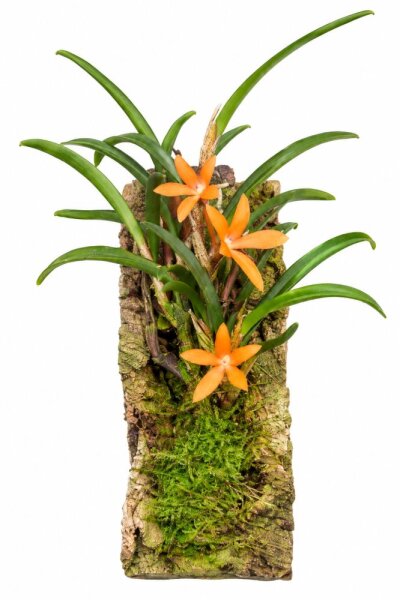 Ceratostylis retisquama – Mini-Orchidee auf Kork, Terrariumpflanze
