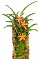 Ceratostylis retisquama – Mini-Orchidee auf Kork,...