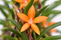 Ceratostylis retisquama – Mini-Orchidee auf Kork,...