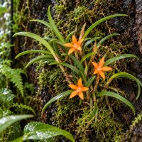 Ceratostylis retisquama – Mini-Orchidee auf Kork, Terrariumpflanze