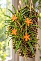 Ceratostylis retisquama – Mini-Orchidee auf Kork, Terrariumpflanze