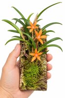 Ceratostylis retisquama – Mini-Orchidee auf Kork, Terrariumpflanze