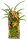 Ceratostylis retisquama – Mini-Orchidee auf Kork, Terrariumpflanze