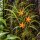 Ceratostylis retisquama – Mini-Orchidee auf Kork, Terrariumpflanze