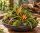 Ceratostylis retisquama – Mini-Orchidee auf Kork, Terrariumpflanze